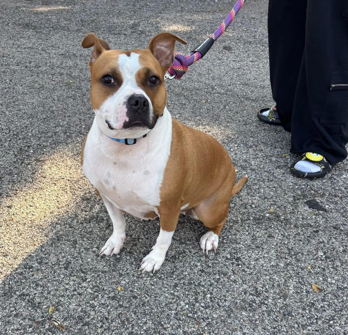 Maize, Adoptable, Adult Female American Staffordshire Terrier.