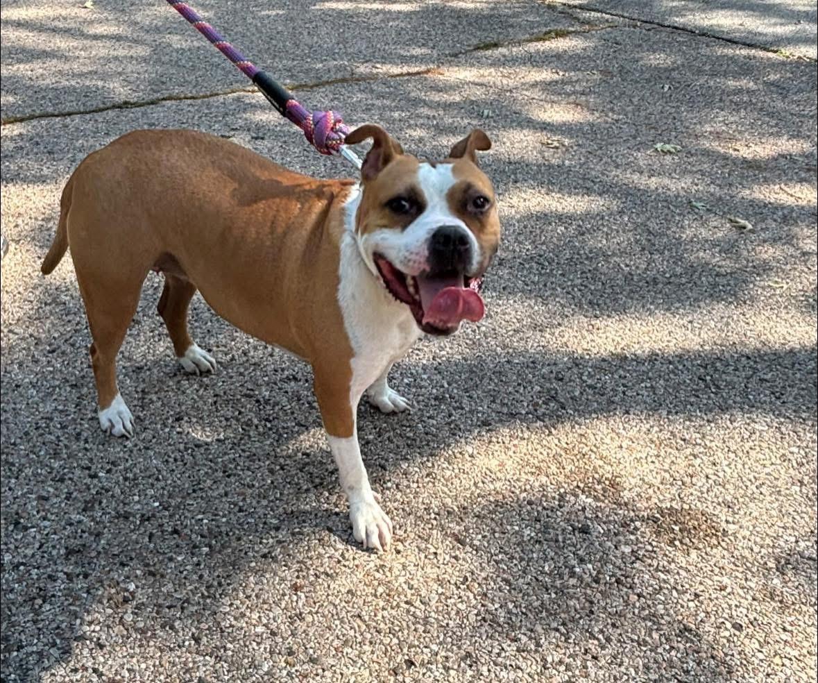 Maize, Adoptable, Adult Female American Staffordshire Terrier.