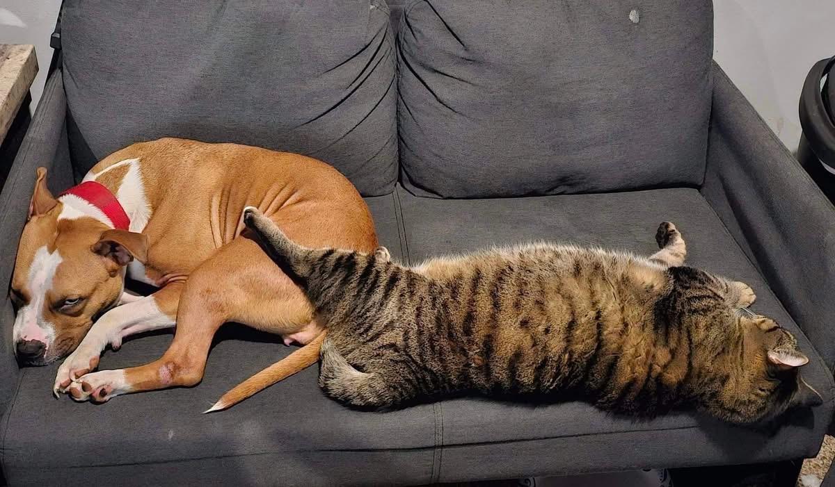 Enlarge Maize, a Adoptable American Staffordshire Terrier in Cary, IL image 3/5