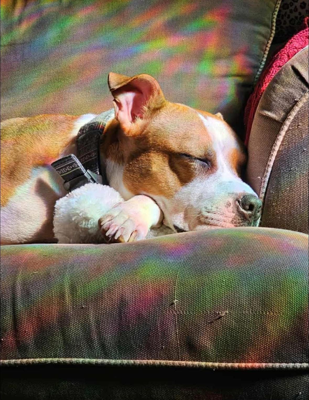 Enlarge Maize, a Adoptable American Staffordshire Terrier in Cary, IL image 4/5