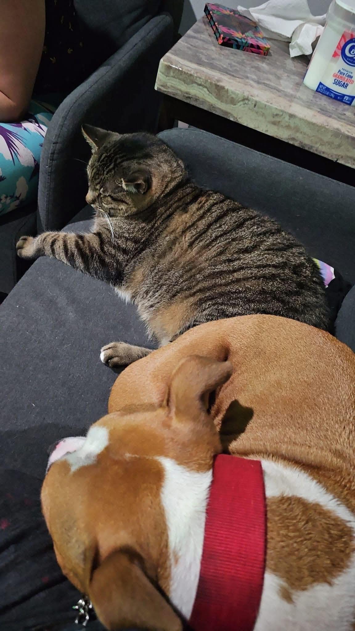 Enlarge Maize, a Adoptable American Staffordshire Terrier in Cary, IL image 5/5