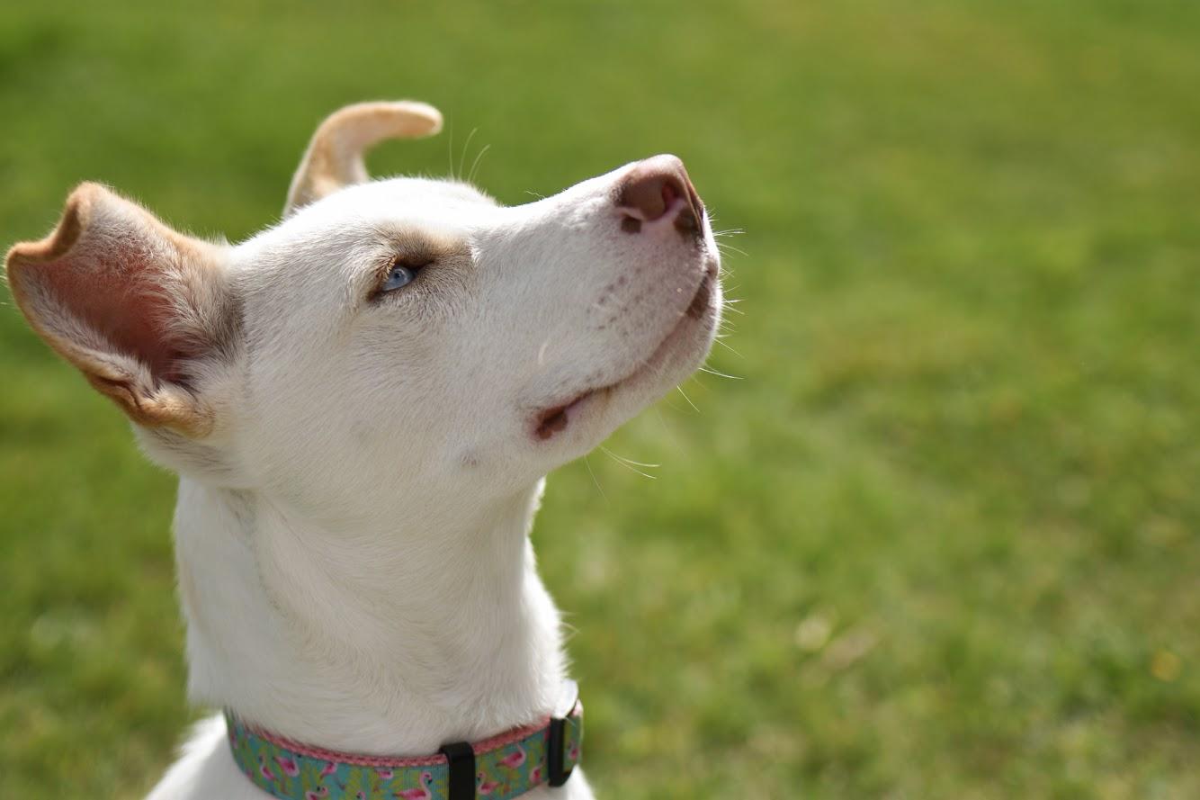 Jemma, Adoptable, Young Female Husky.