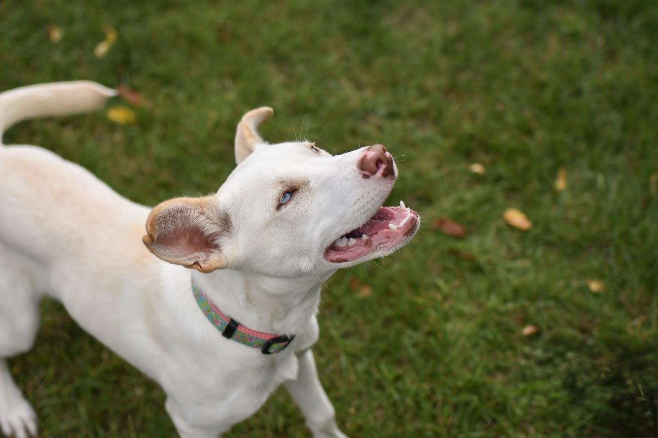 Enlarge Jemma, a Adoptable mixed breed in Orleans, VT image 3/5