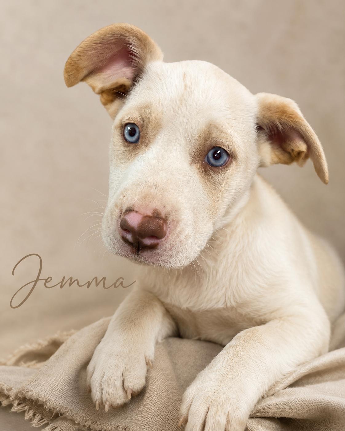 Jemma, ADOPTABLE, Young Female Husky.