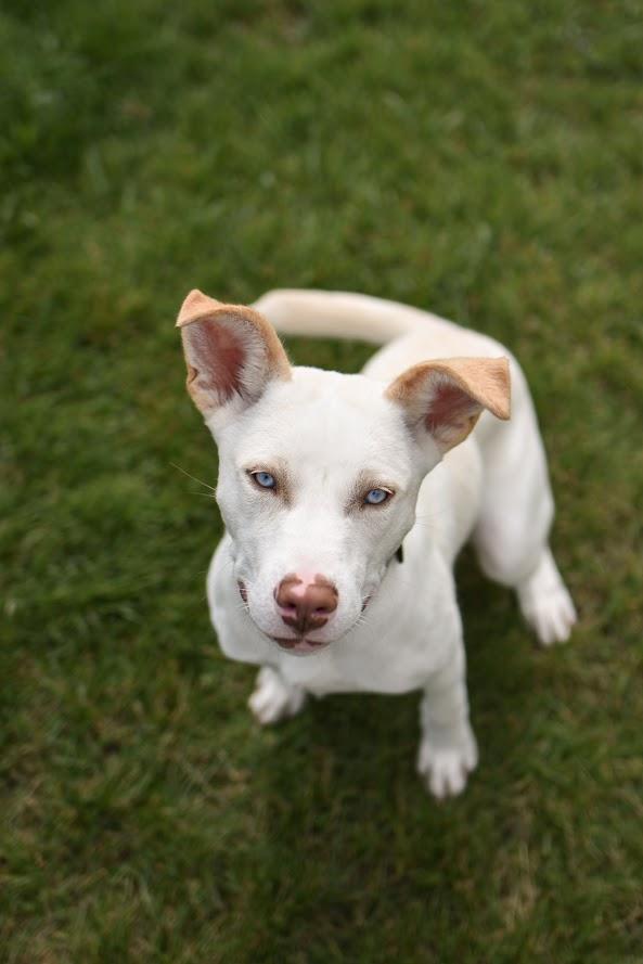 Enlarge Jemma, a Adoptable mixed breed in Orleans, VT image 4/5