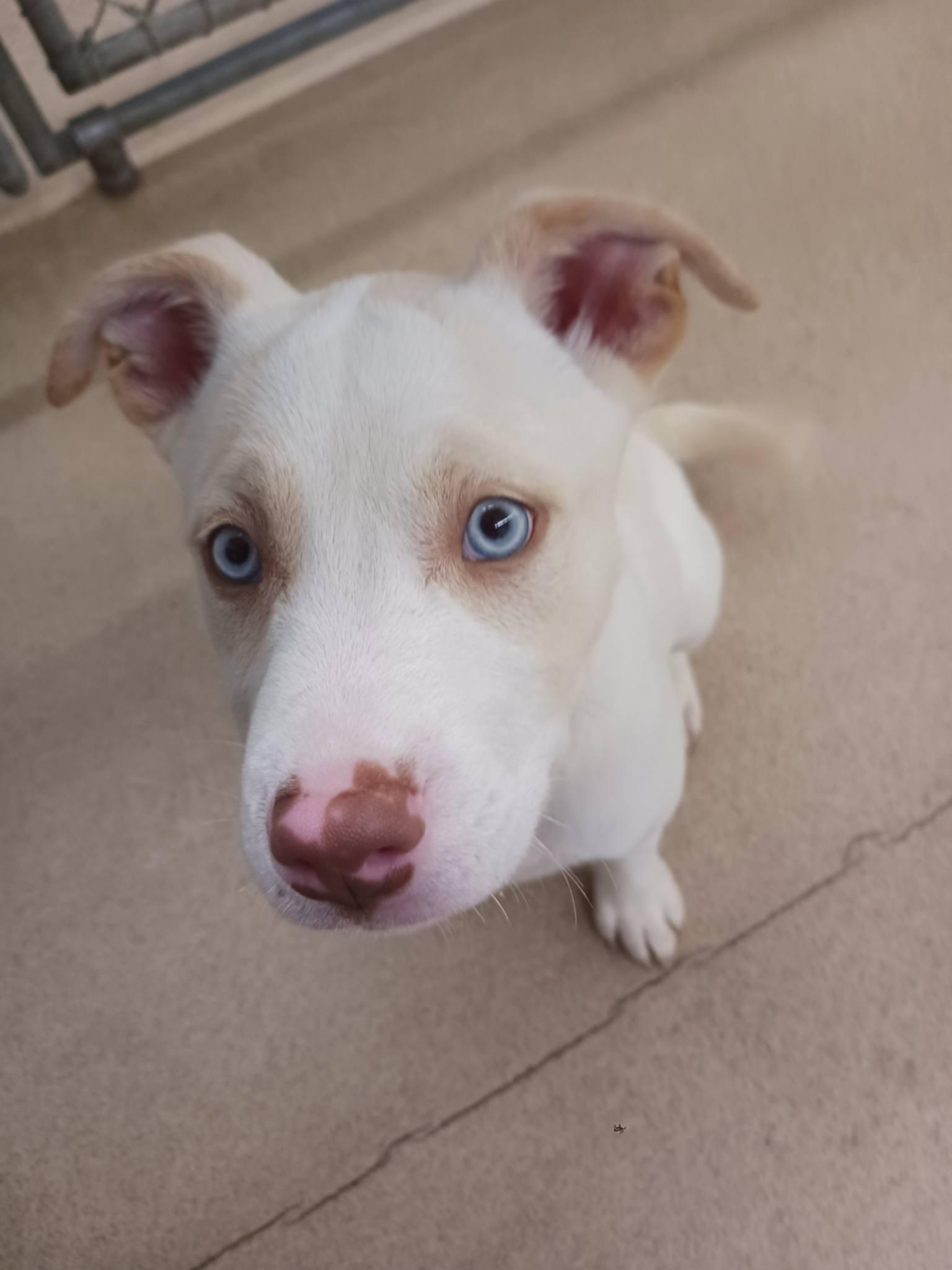 Jemma, a ADOPTABLE mixed breed in Orleans, VT image 3/3