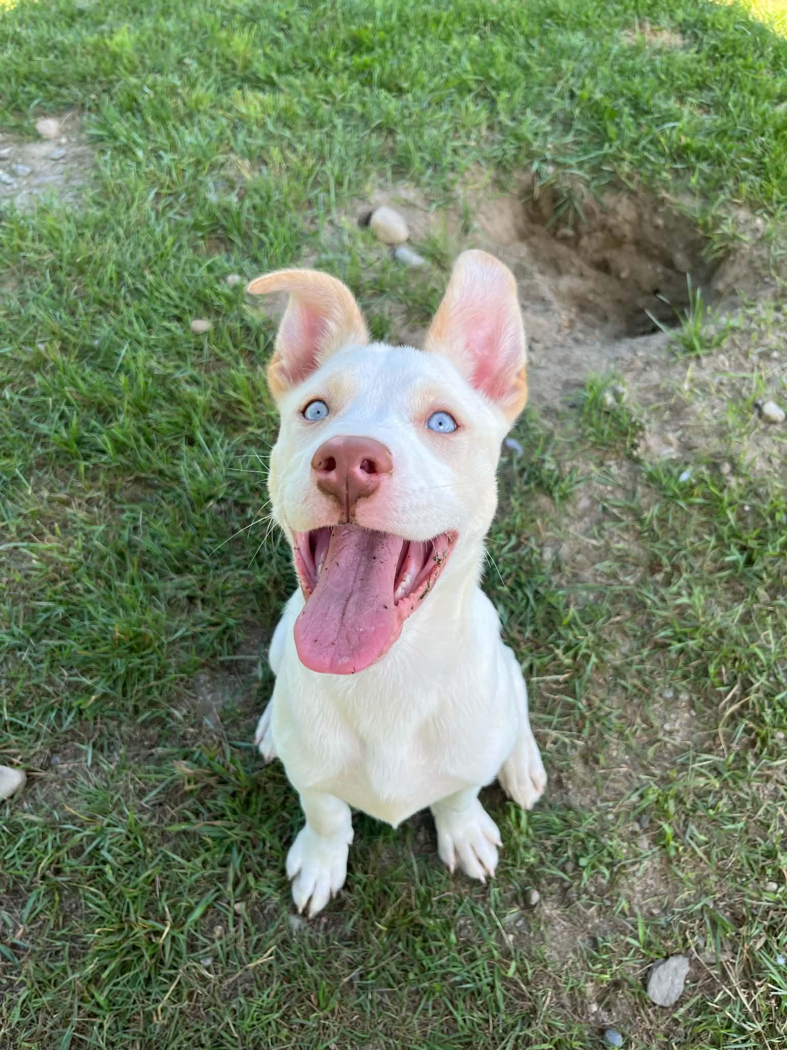 Jemma, a ADOPTABLE mixed breed in Orleans, VT image 2/3