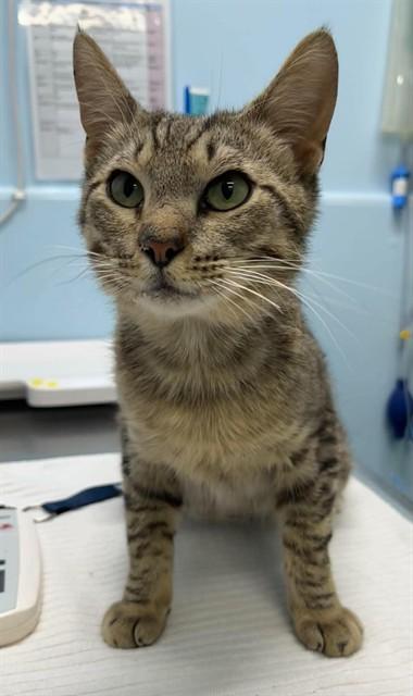 OZZY, Adoptable, Young Male Domestic Short Hair.