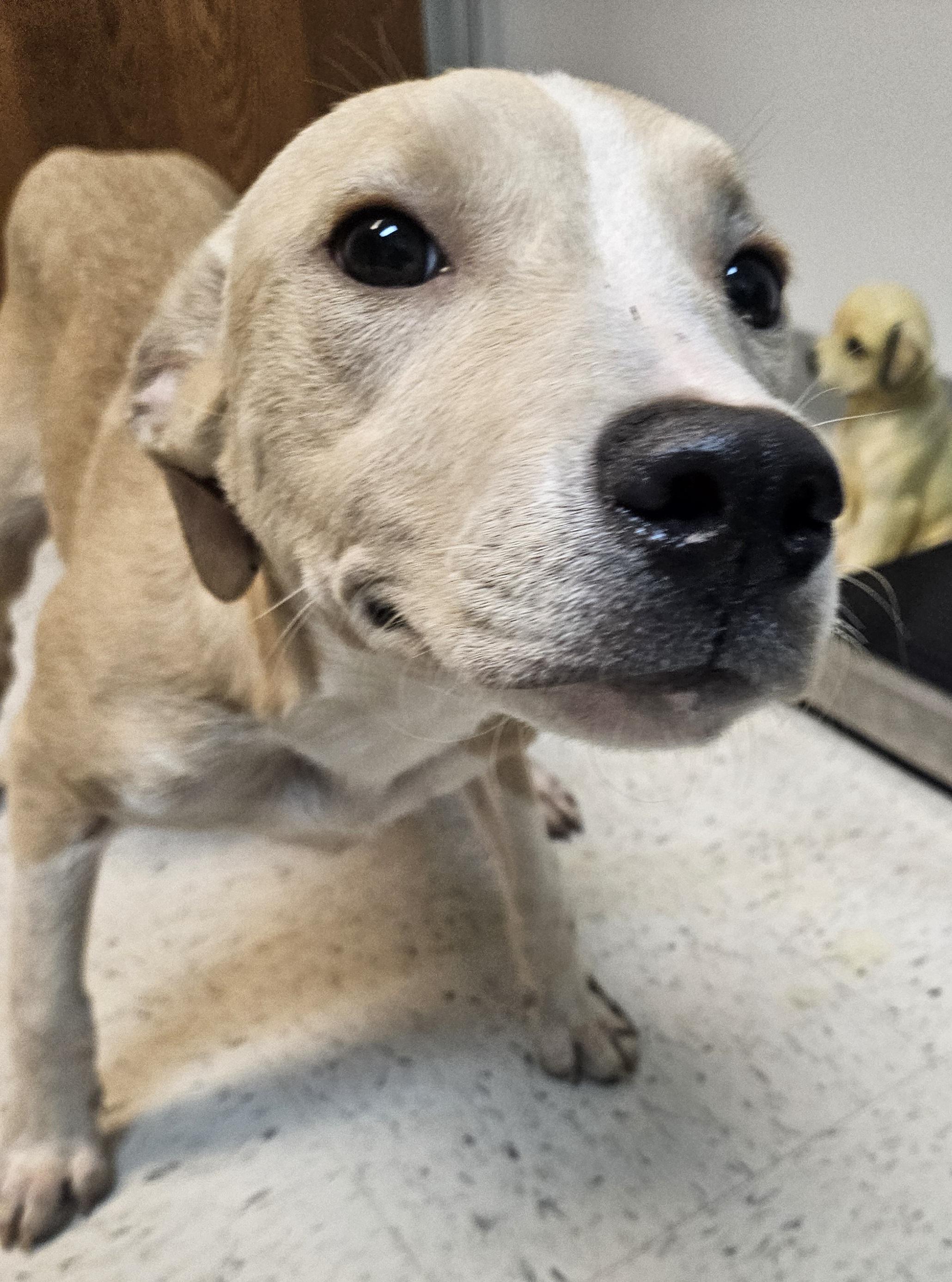Letty, Adoptable, Young Female Labrador Retriever.