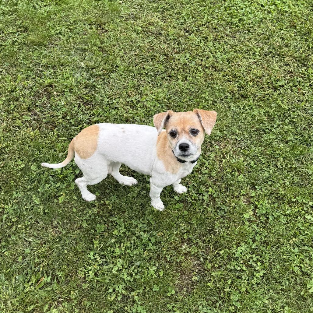 Enlarge Sugar-in foster, a Adoptable mixed breed in Springfield, MA image 1/3