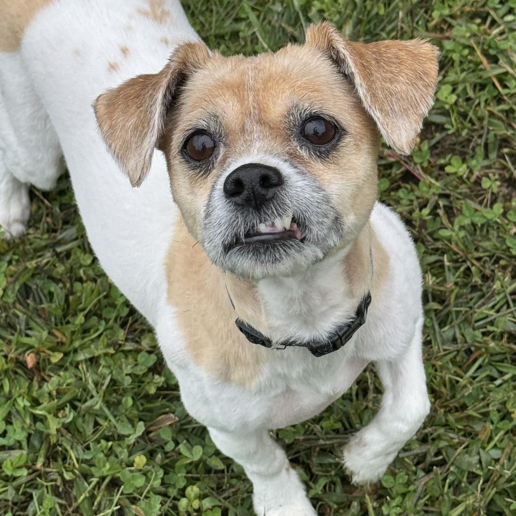 Enlarge Sugar-in foster, a Adoptable mixed breed in Springfield, MA image 3/3