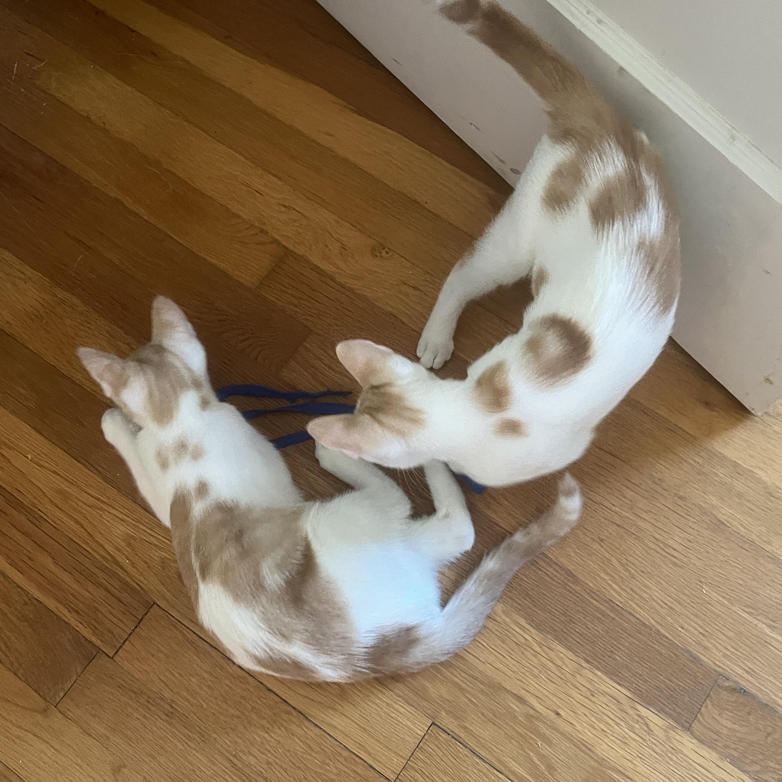 Enlarge Nemo and Nolan, a ADOPTABLE Domestic Short Hair in Sudbury, MA image 5/5