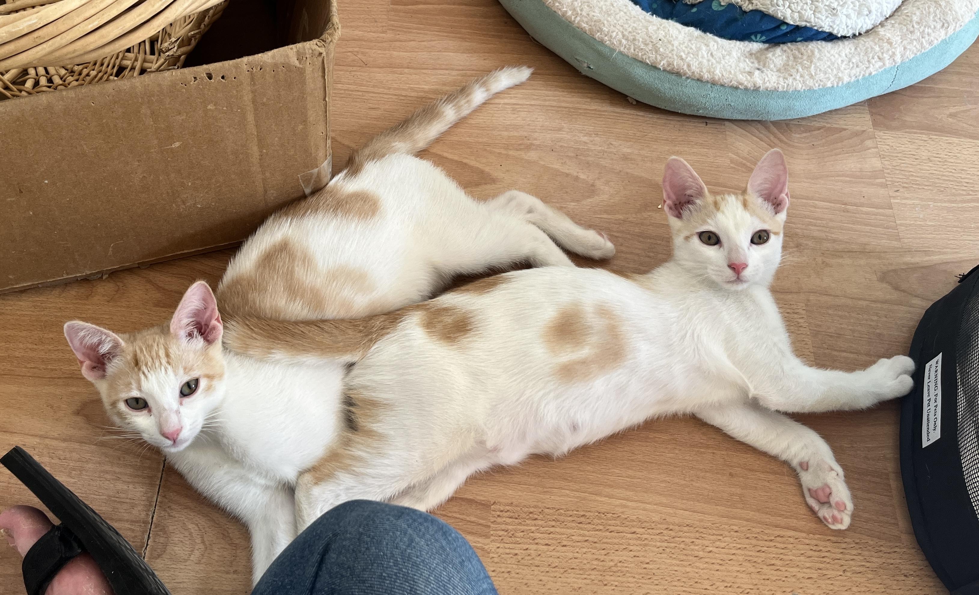 Nemo and Nolan, ADOPTABLE, Kitten Male Domestic Short Hair.