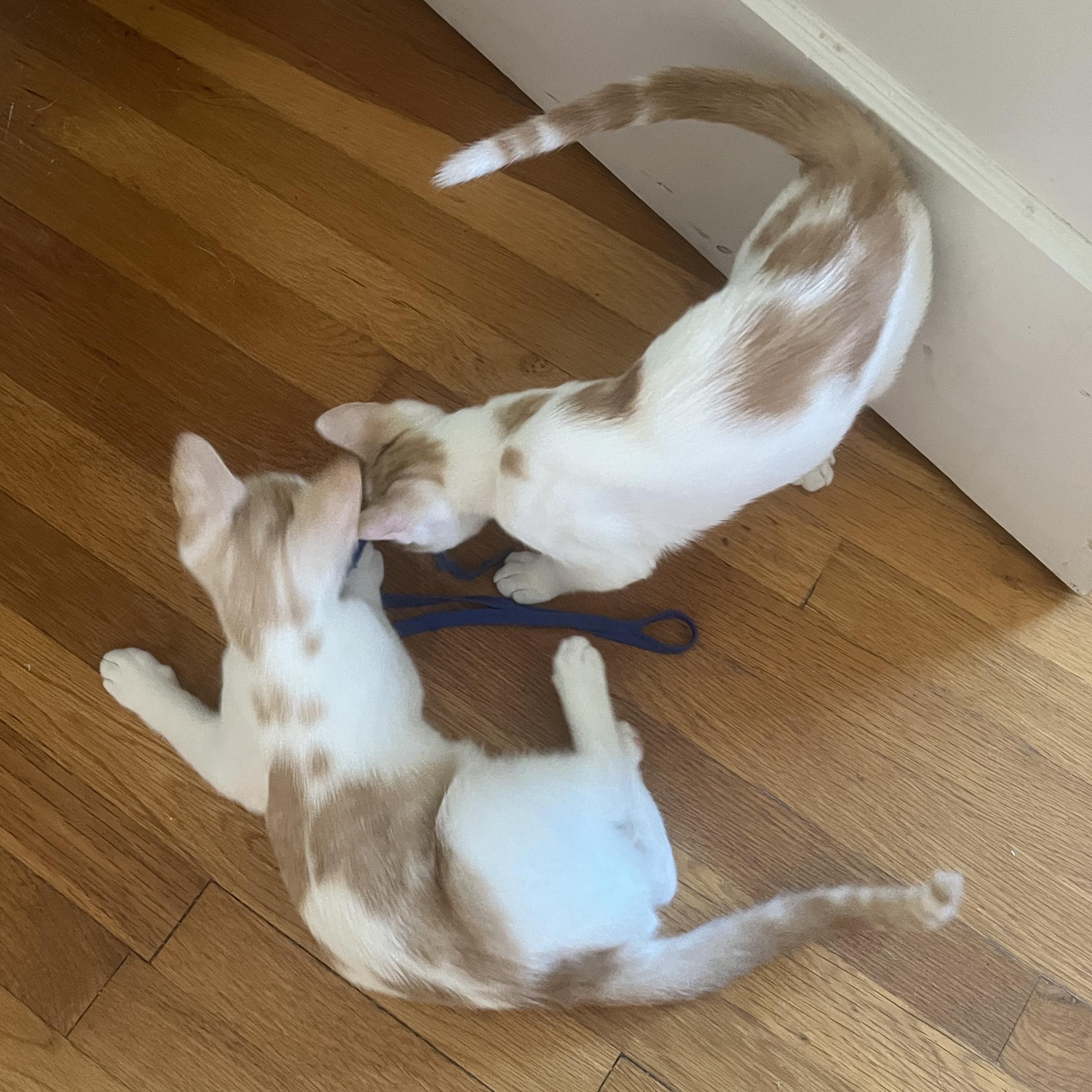 Enlarge Nemo and Nolan, a ADOPTABLE Domestic Short Hair in Sudbury, MA image 2/5