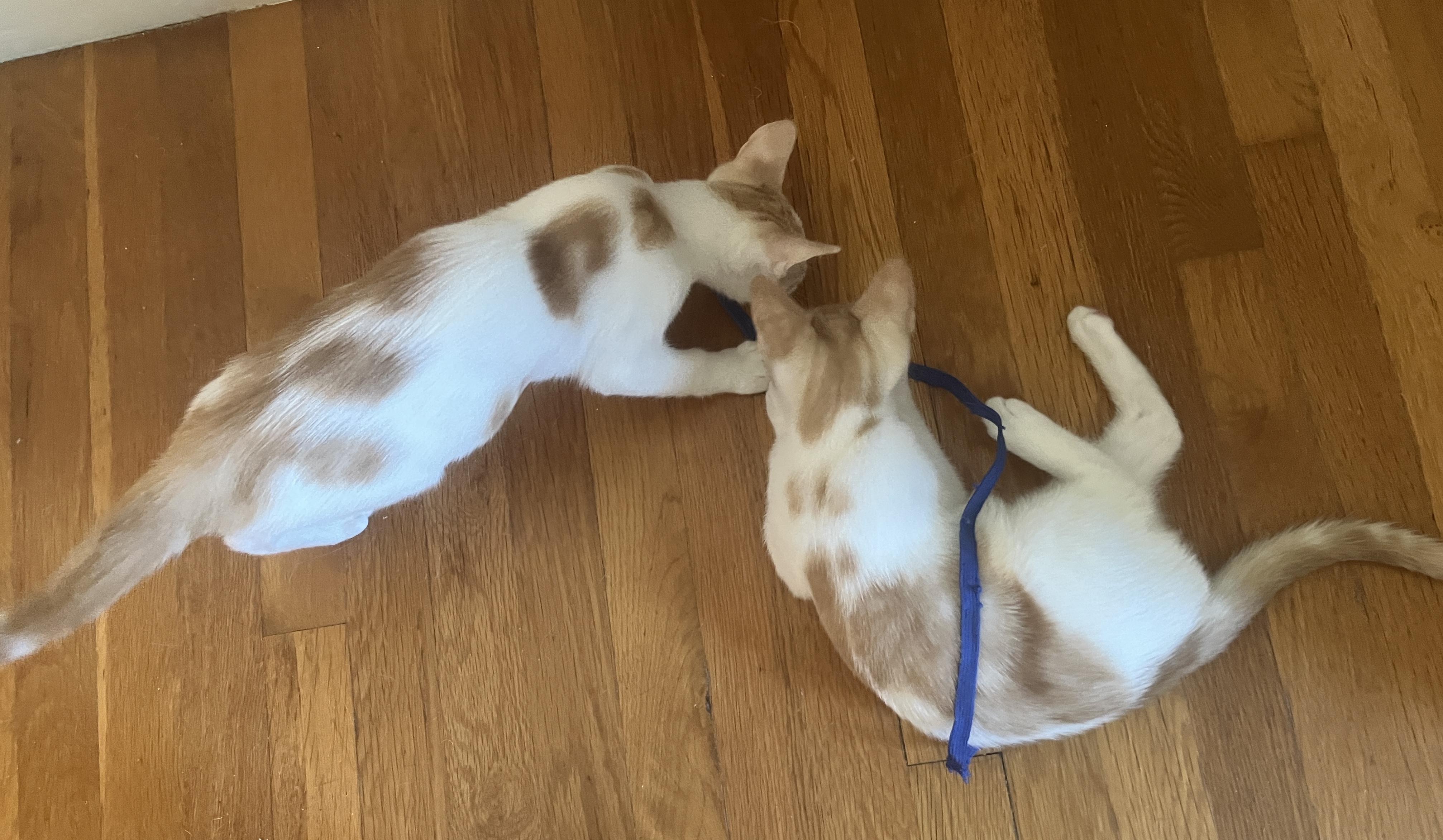 Enlarge Nemo and Nolan, a ADOPTABLE Domestic Short Hair in Sudbury, MA image 4/5