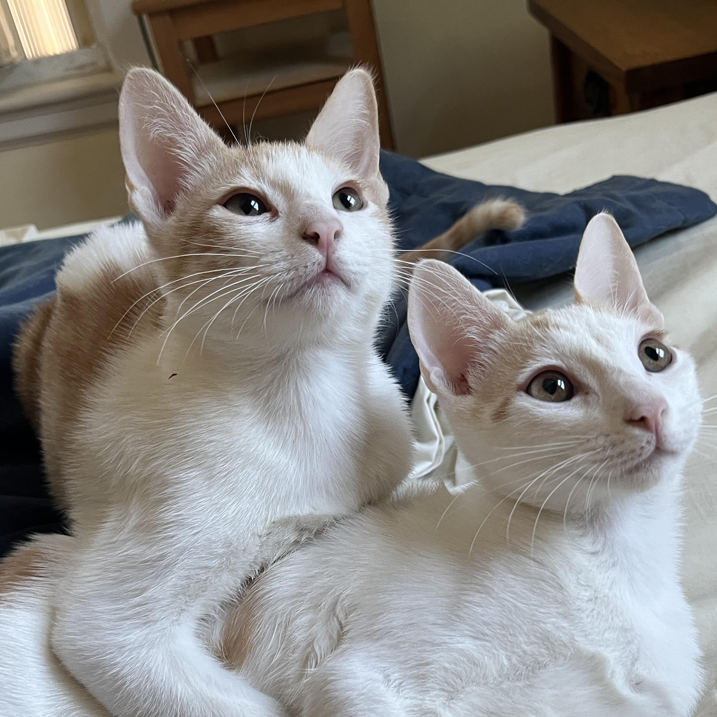 Enlarge Nemo and Nolan, a ADOPTABLE Domestic Short Hair in Sudbury, MA image 3/5