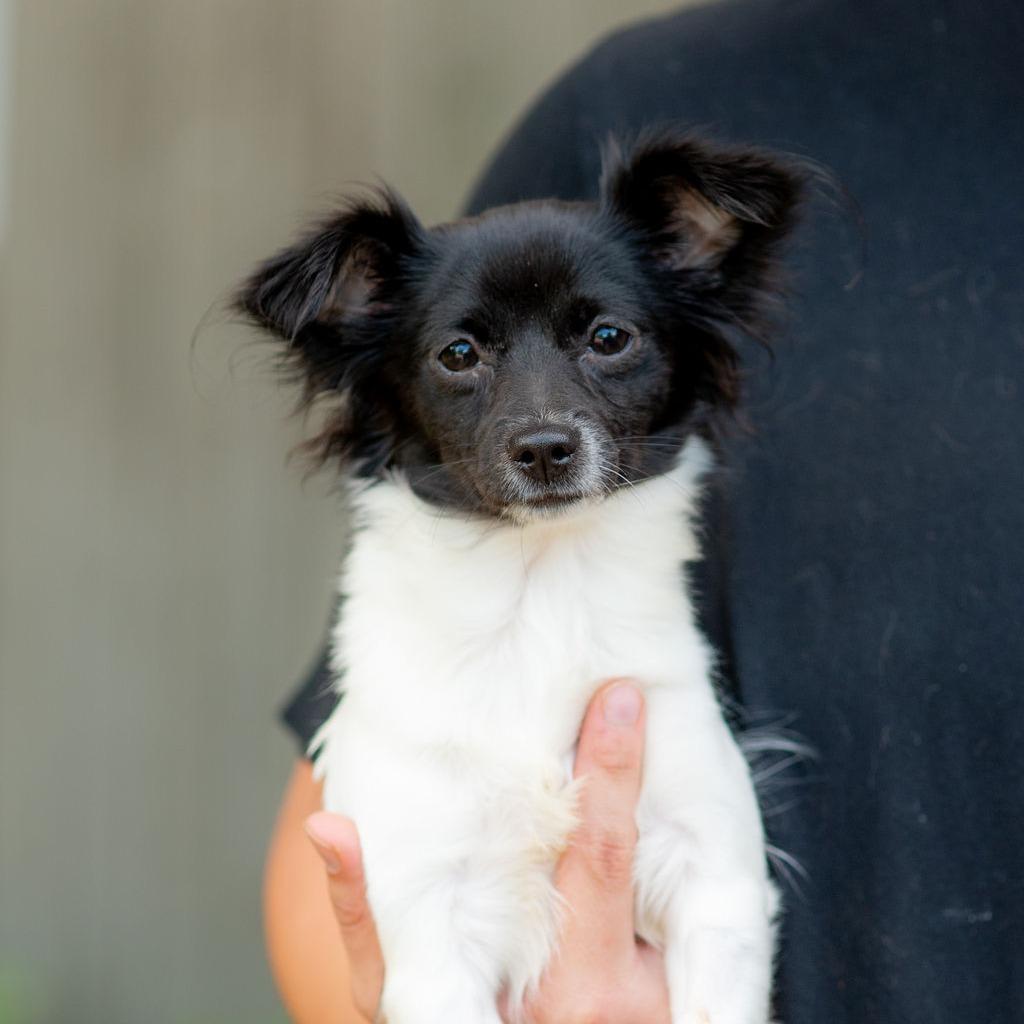 Fiona, Adopted, Young Female Chihuahua.