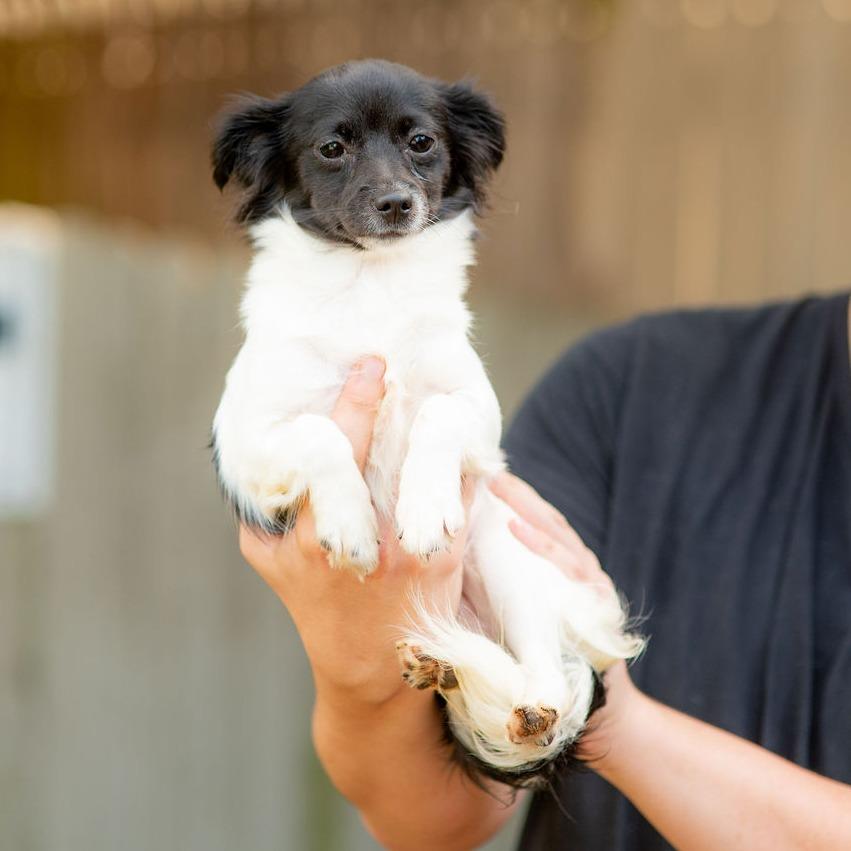 Enlarge Fiona, a Adopted mixed breed in Chester Springs, PA image 4/4