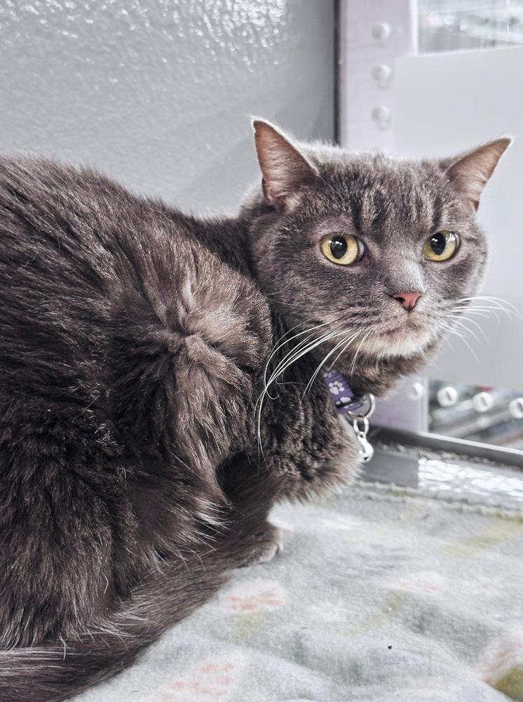 Enlarge Jill, a Adoptable mixed breed in Deland, FL image 2/4