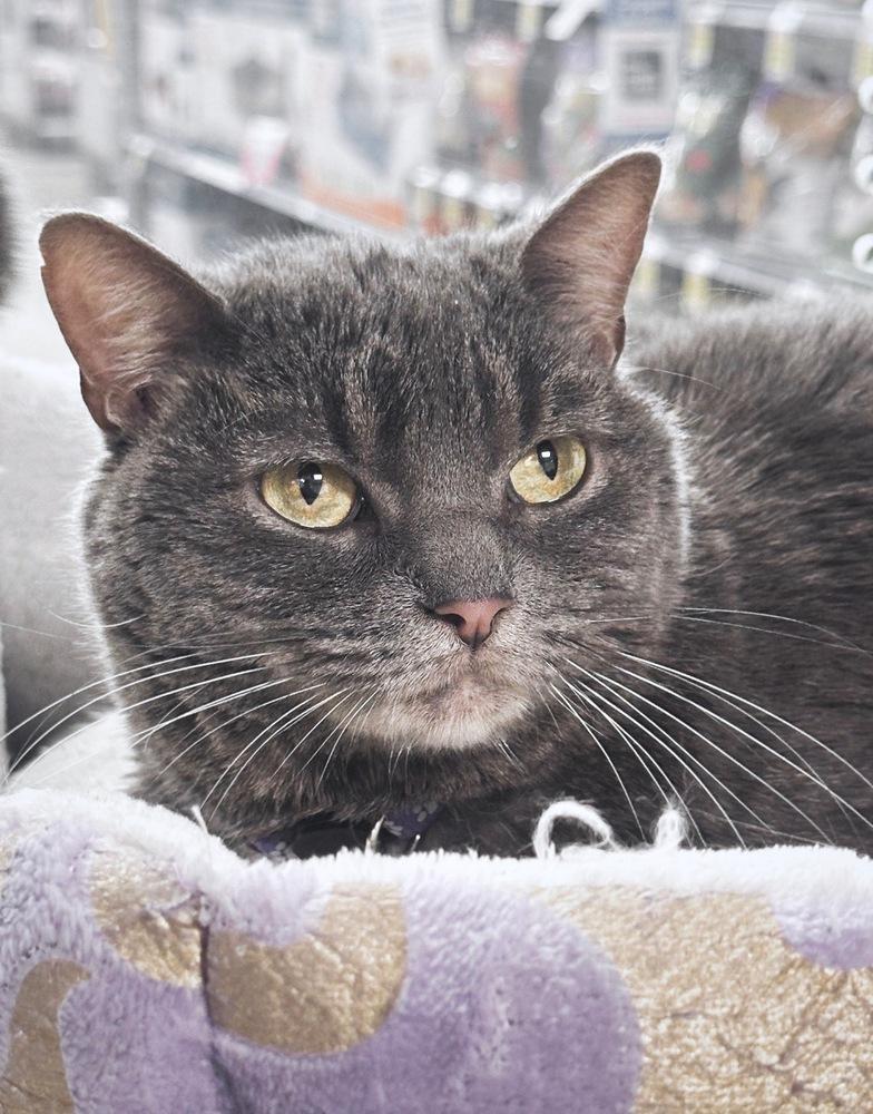 Enlarge Jill, a Adoptable mixed breed in Deland, FL image 4/4