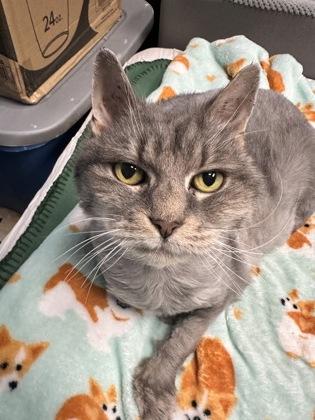 Enlarge Queeny, a Adoptable mixed breed in Lowell, MA image 1/3