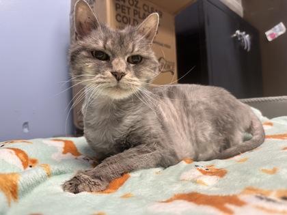 Enlarge Queeny, a Adoptable mixed breed in Lowell, MA image 2/3