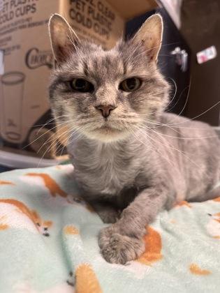 Enlarge Queeny, a Adoptable mixed breed in Lowell, MA image 3/3