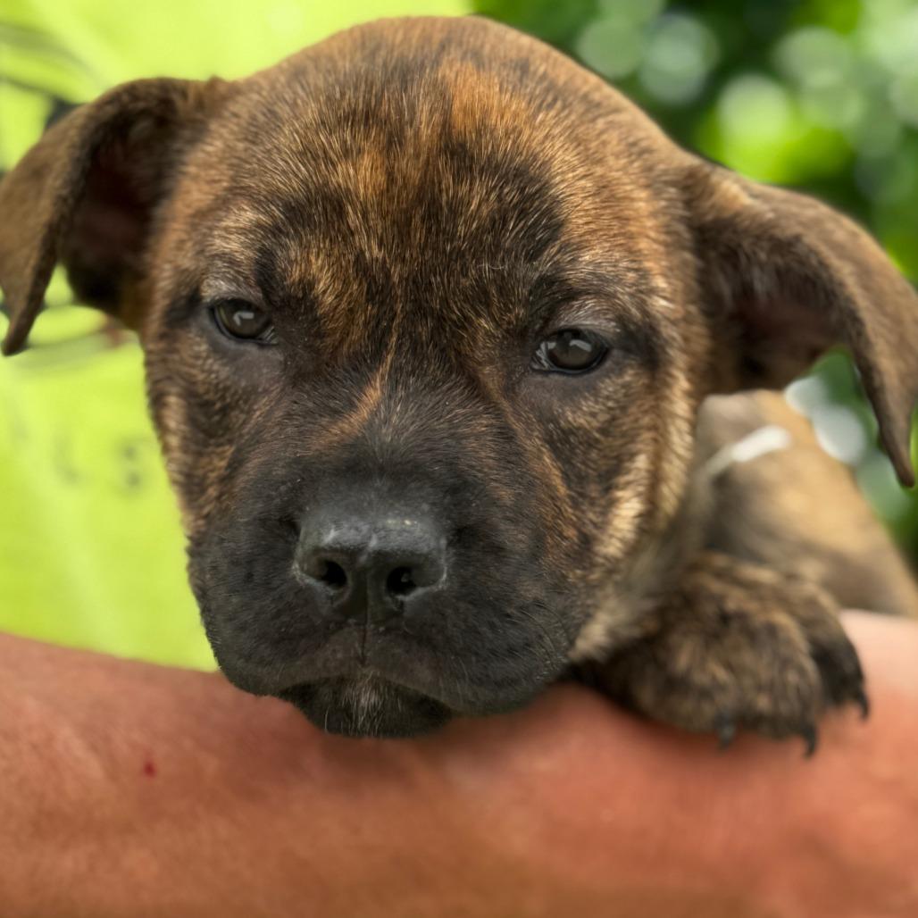 NY Paddler Avail Jun 13 (Choice Pet Carmel), Adoptable, Puppy Female Labrador Retriever & Pit Bull Terrier.