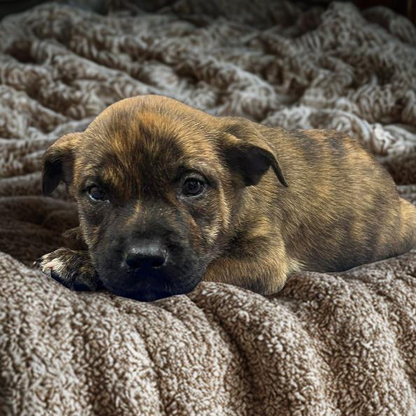 NY Paddler Avail Jun 13 (Choice Pet Carmel), a Adoptable mixed breed in Stormville, NY image 2/2