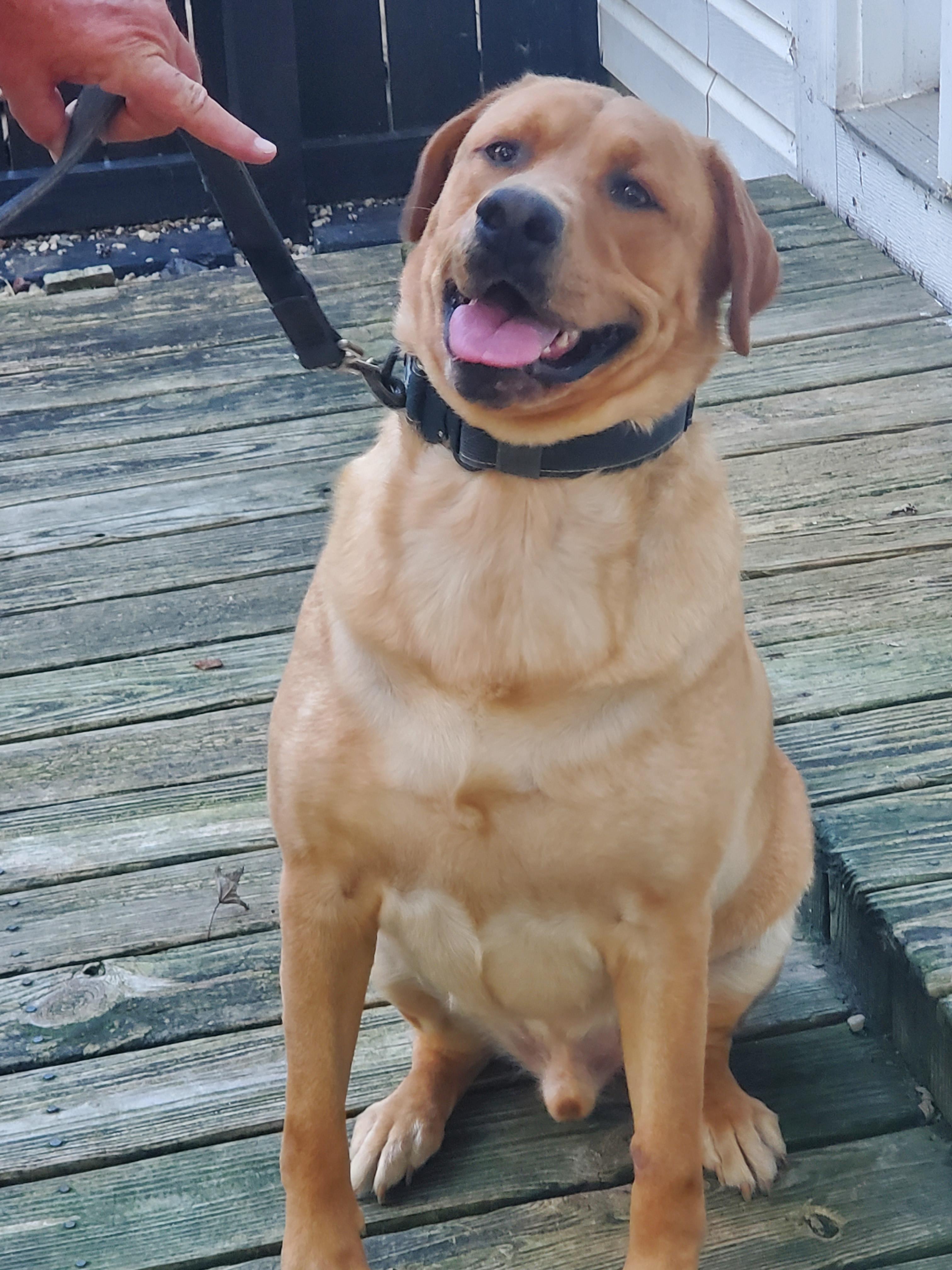 Romeo, Adopted, Adult Male Yellow Labrador Retriever.