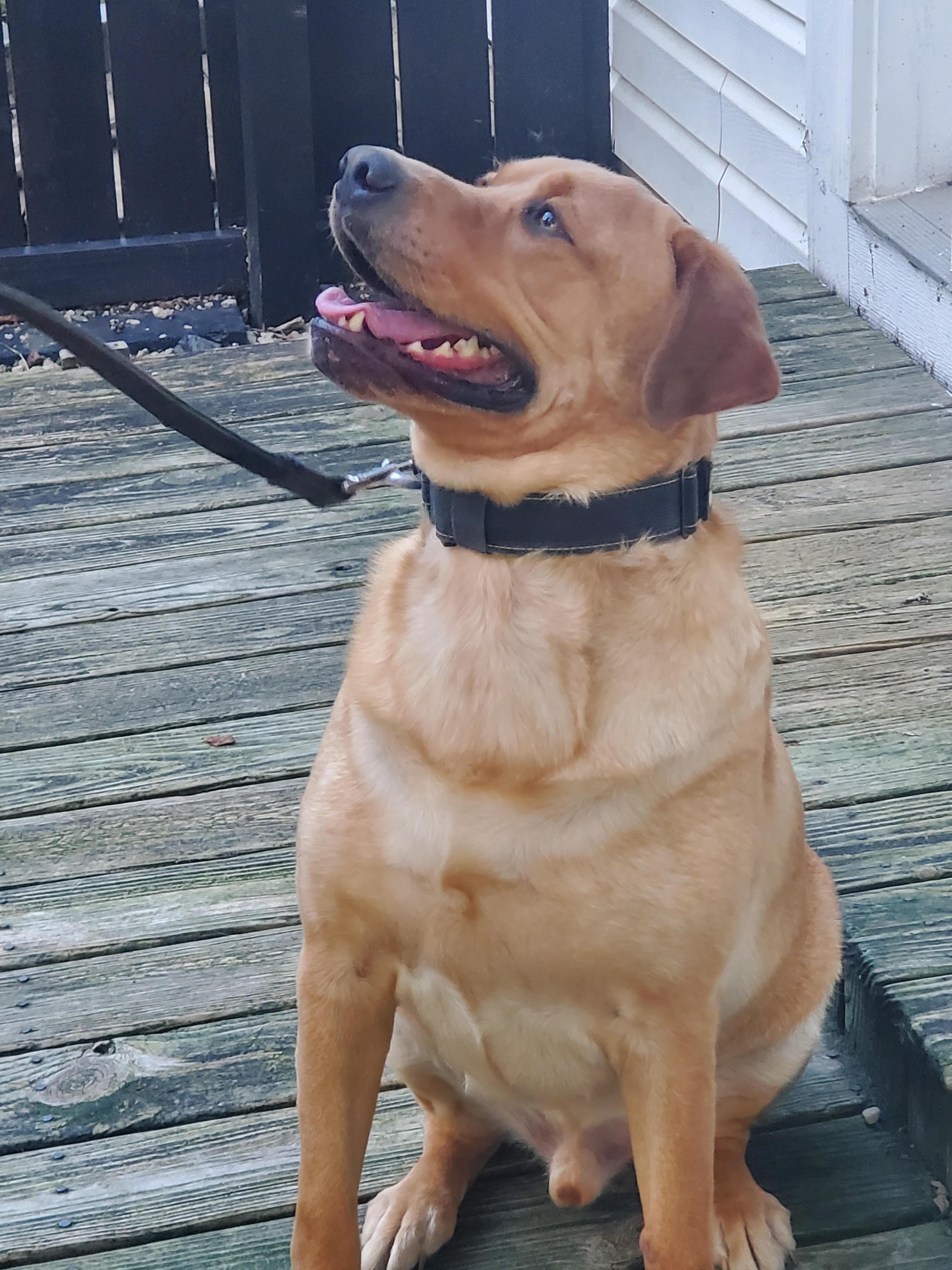 Enlarge Romeo, a Adopted Yellow Labrador Retriever in Brookville, OH image 2/2