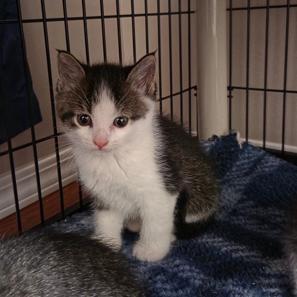 Enlarge Latte, a Adoptable Domestic Short Hair in Meadow Lake, SK image 1/1