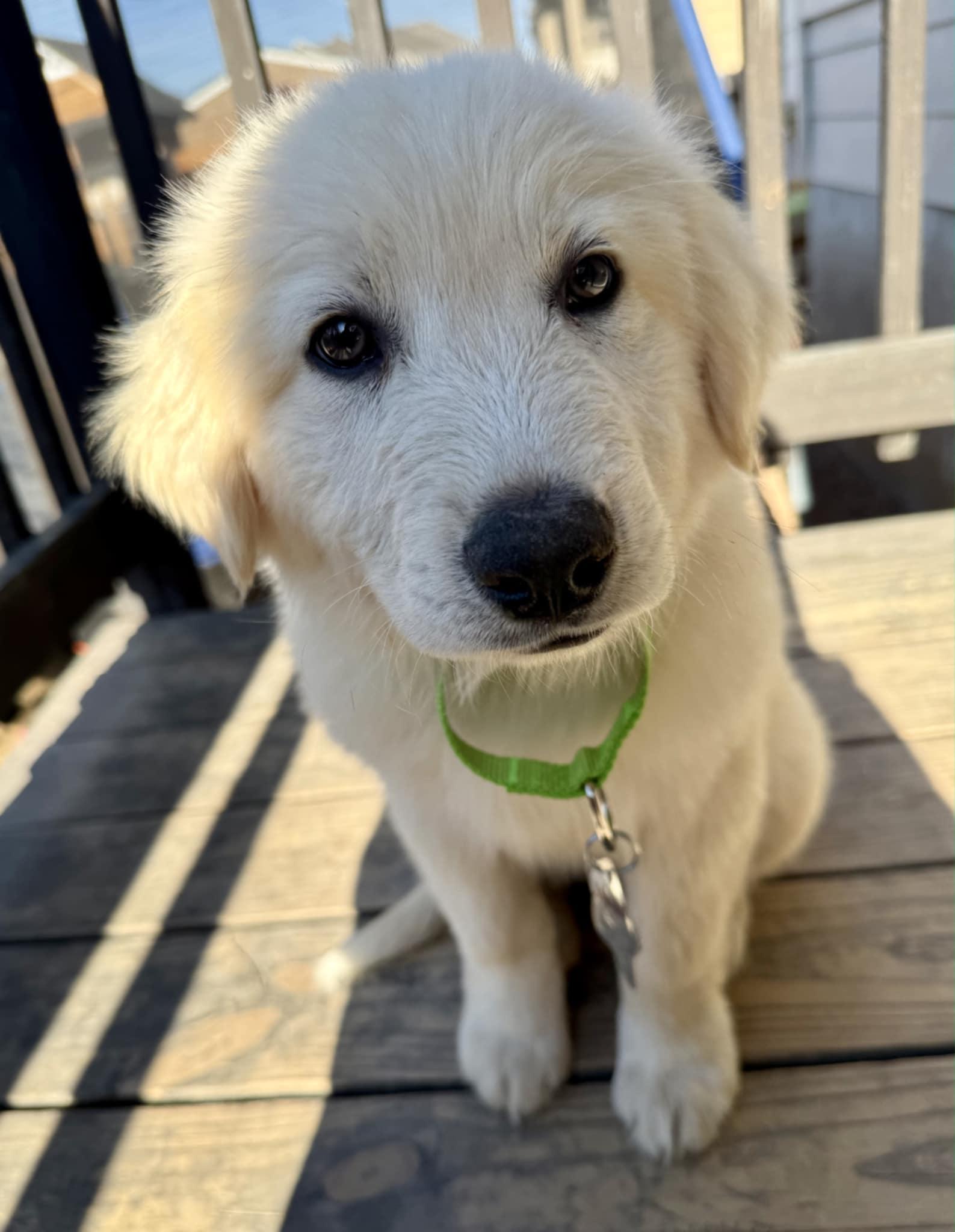 Peanut Butter SAT, Adopted, Puppy Male Great Pyrenees.