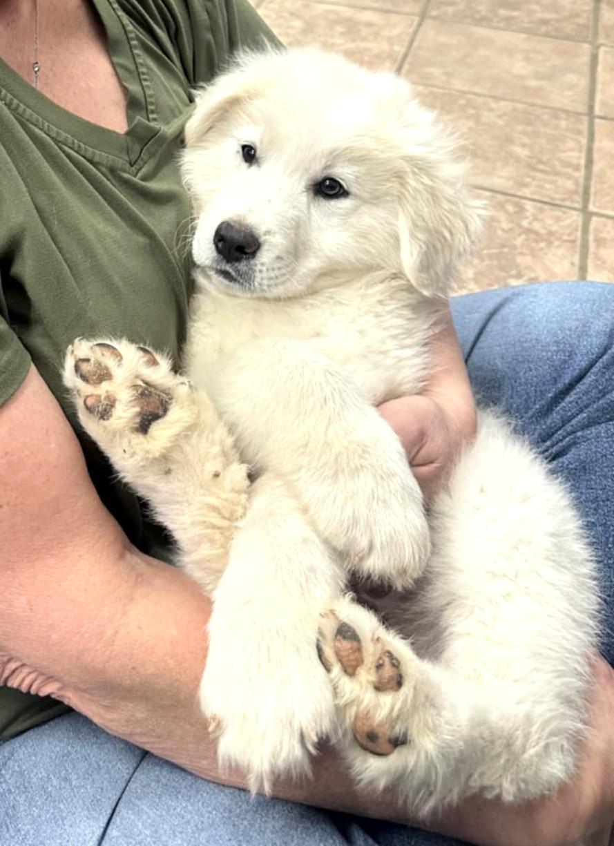 Enlarge Peanut Butter SAT, a Adopted mixed breed in Quinlan, TX image 3/5
