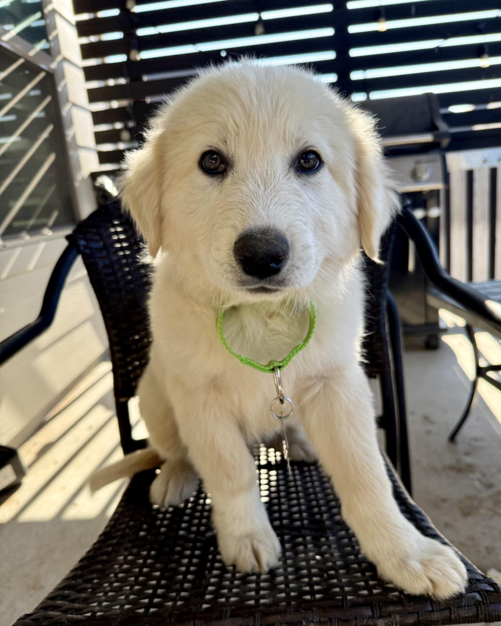 Enlarge Peanut Butter SAT, a Adopted mixed breed in Quinlan, TX image 4/5