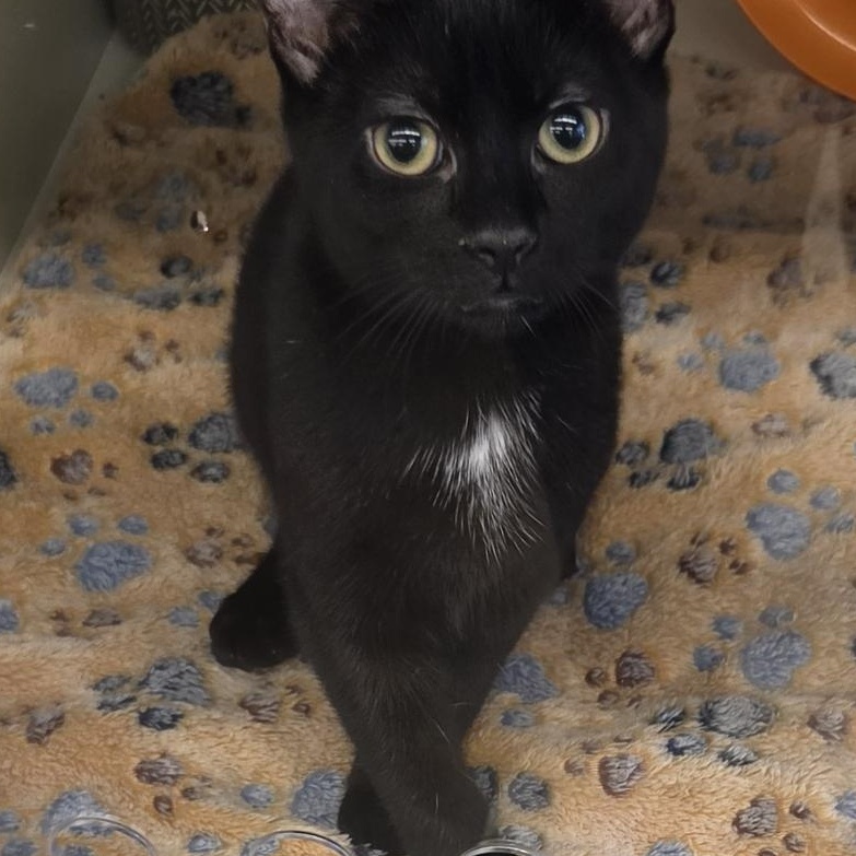 Ember, Adoptable, Kitten Female Domestic Short Hair.