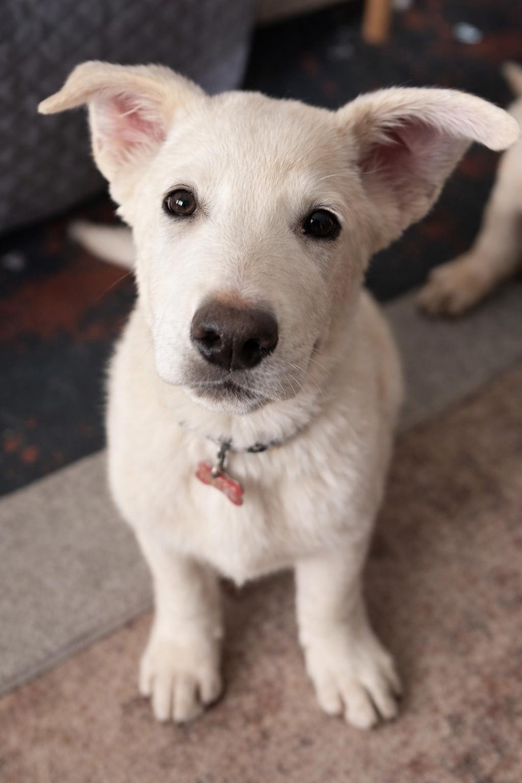 Enlarge Bean , a ADOPTABLE mixed breed in Kiowa, OK image 4/5
