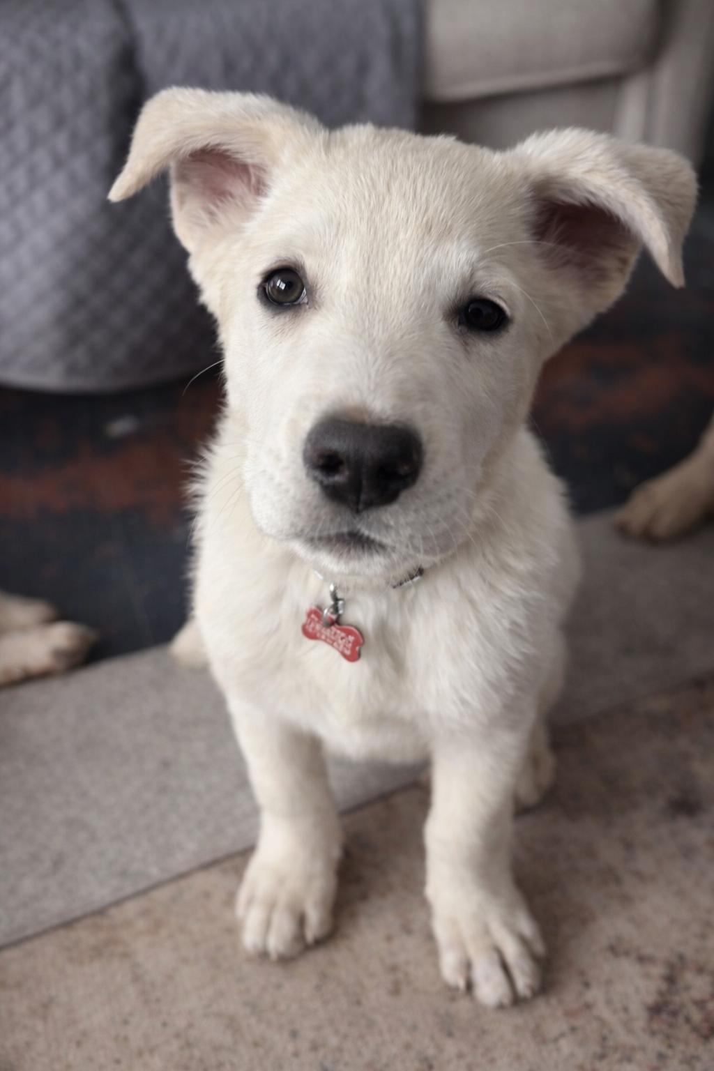 Enlarge Bean , a ADOPTABLE mixed breed in Kiowa, OK image 3/5