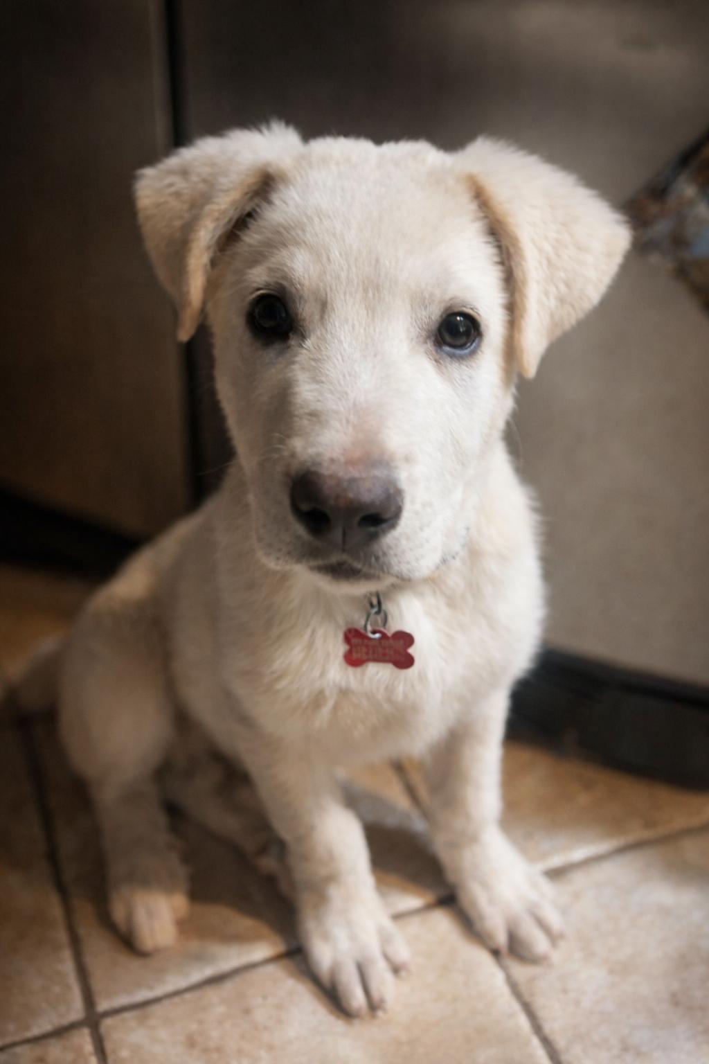 Enlarge Bean , a ADOPTABLE mixed breed in Kiowa, OK image 5/5