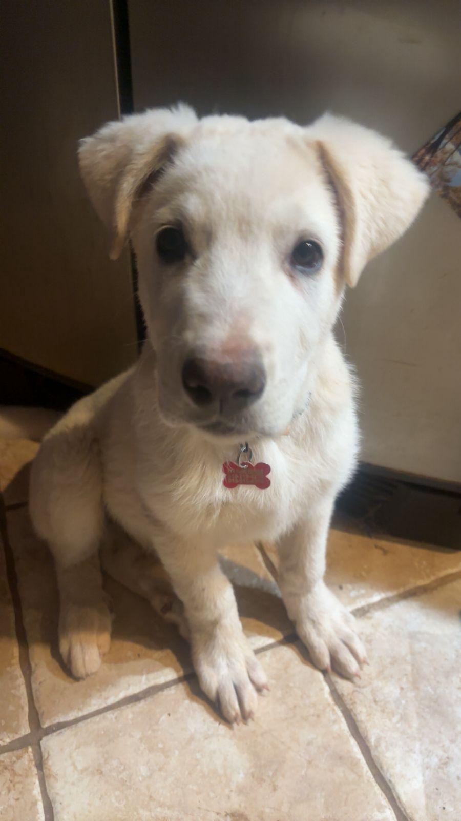 Enlarge Bean , a ADOPTABLE mixed breed in Kiowa, OK image 2/5