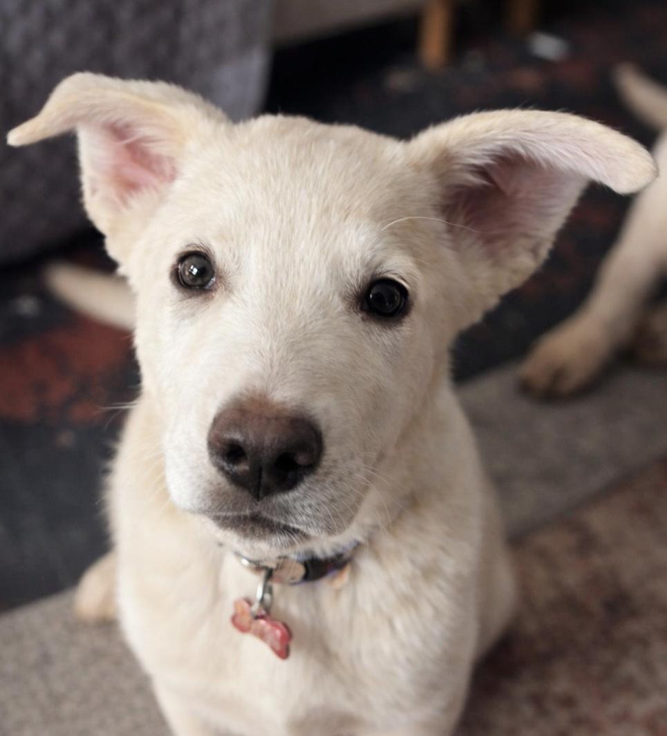 Bean , ADOPTABLE, Puppy Male Great Pyrenees.