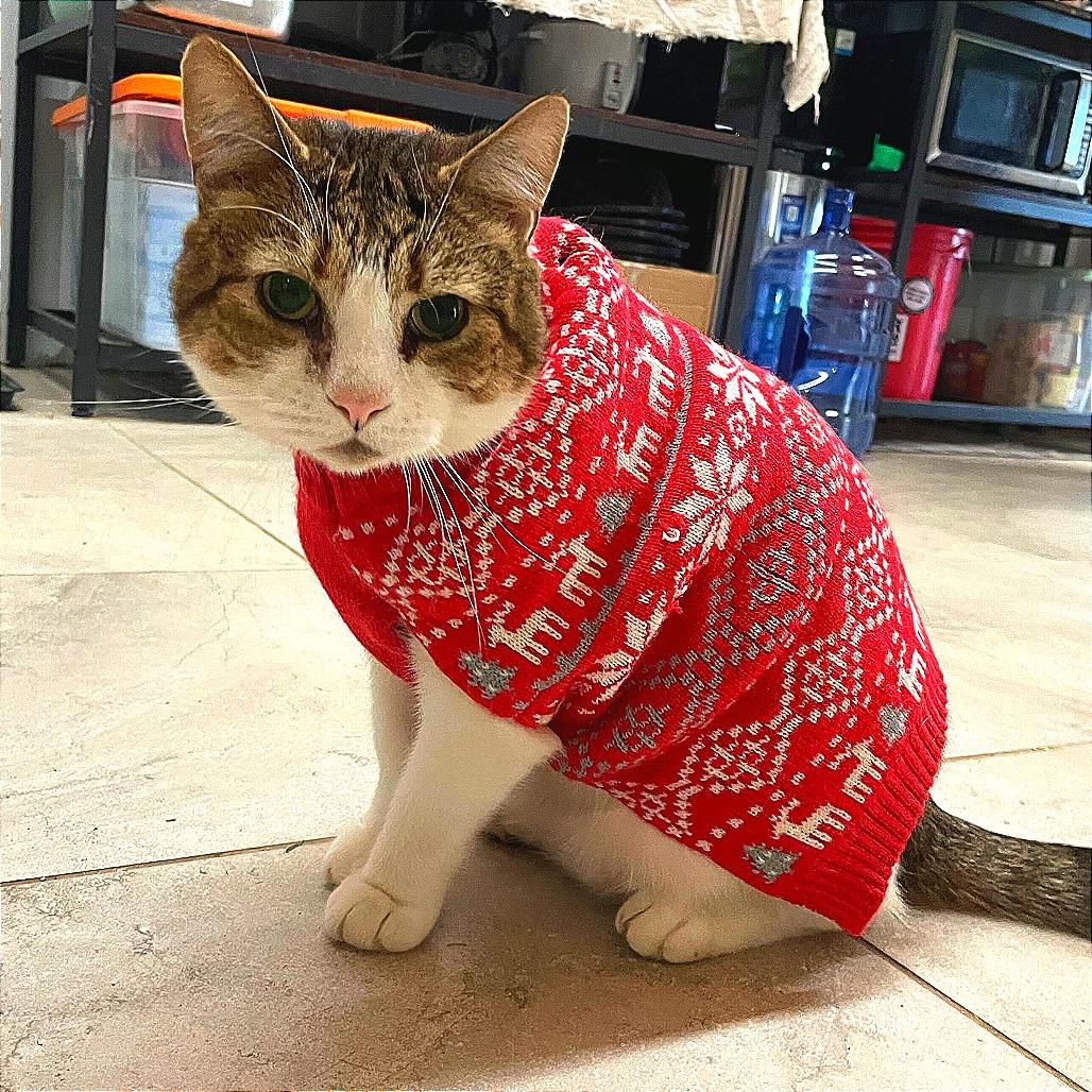 O'Malley, a Adoptable Domestic Short Hair in Nowata, OK image 2/6