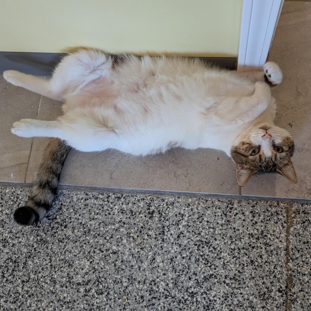 O'Malley, a Adoptable Domestic Short Hair in Nowata, OK image 3/6