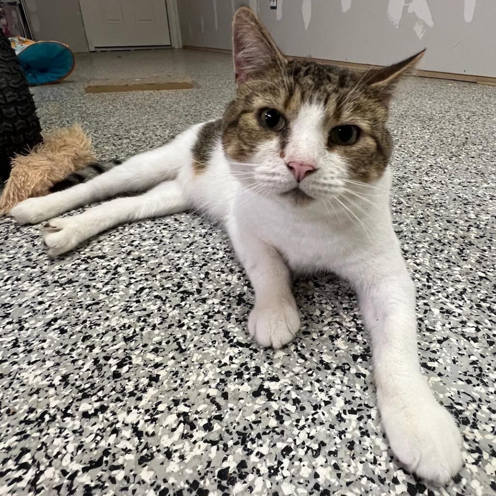 O'Malley, a Adoptable Domestic Short Hair in Nowata, OK image 5/6