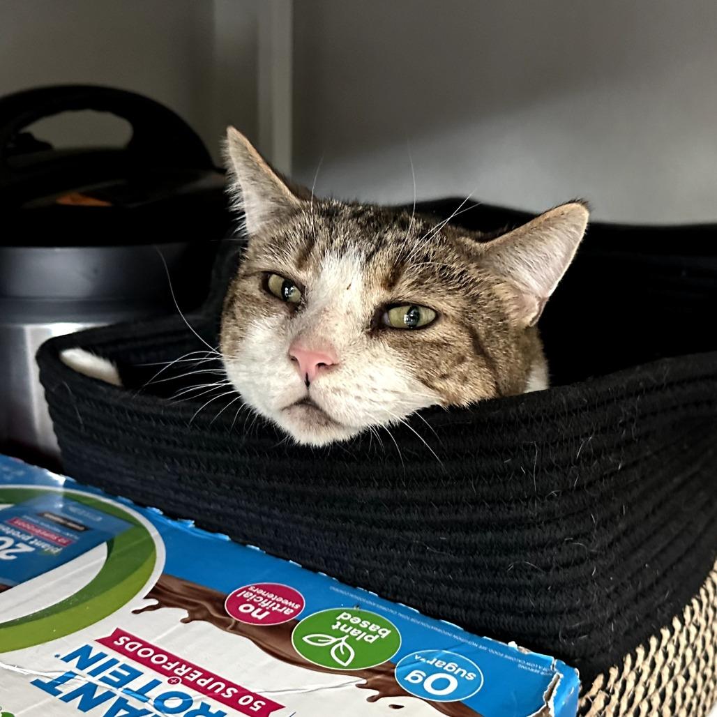 O'Malley, a Adoptable Domestic Short Hair in Nowata, OK image 6/6