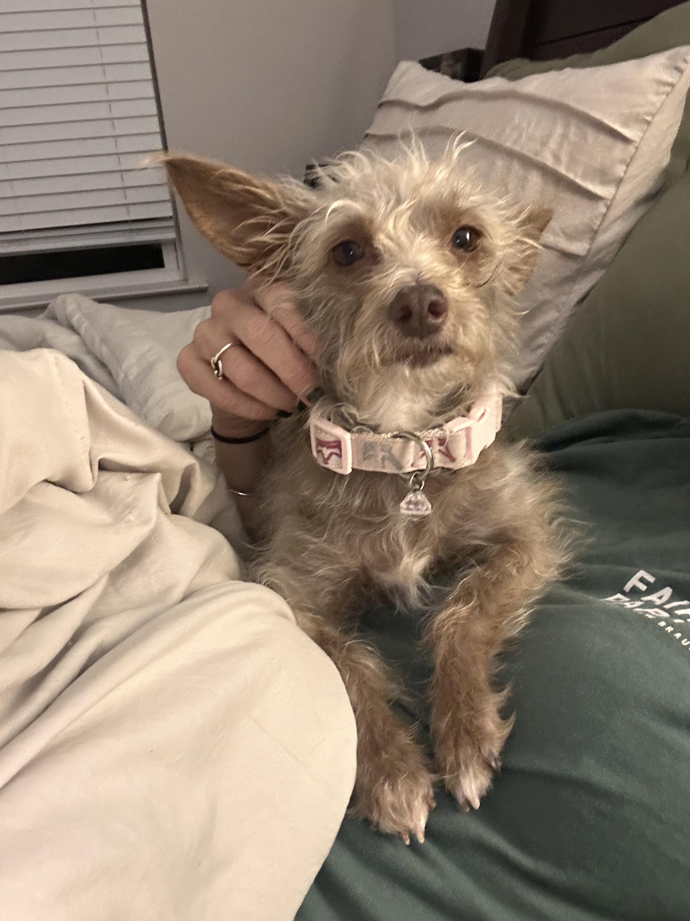 Barb, Adoptable, Adult Female Terrier.