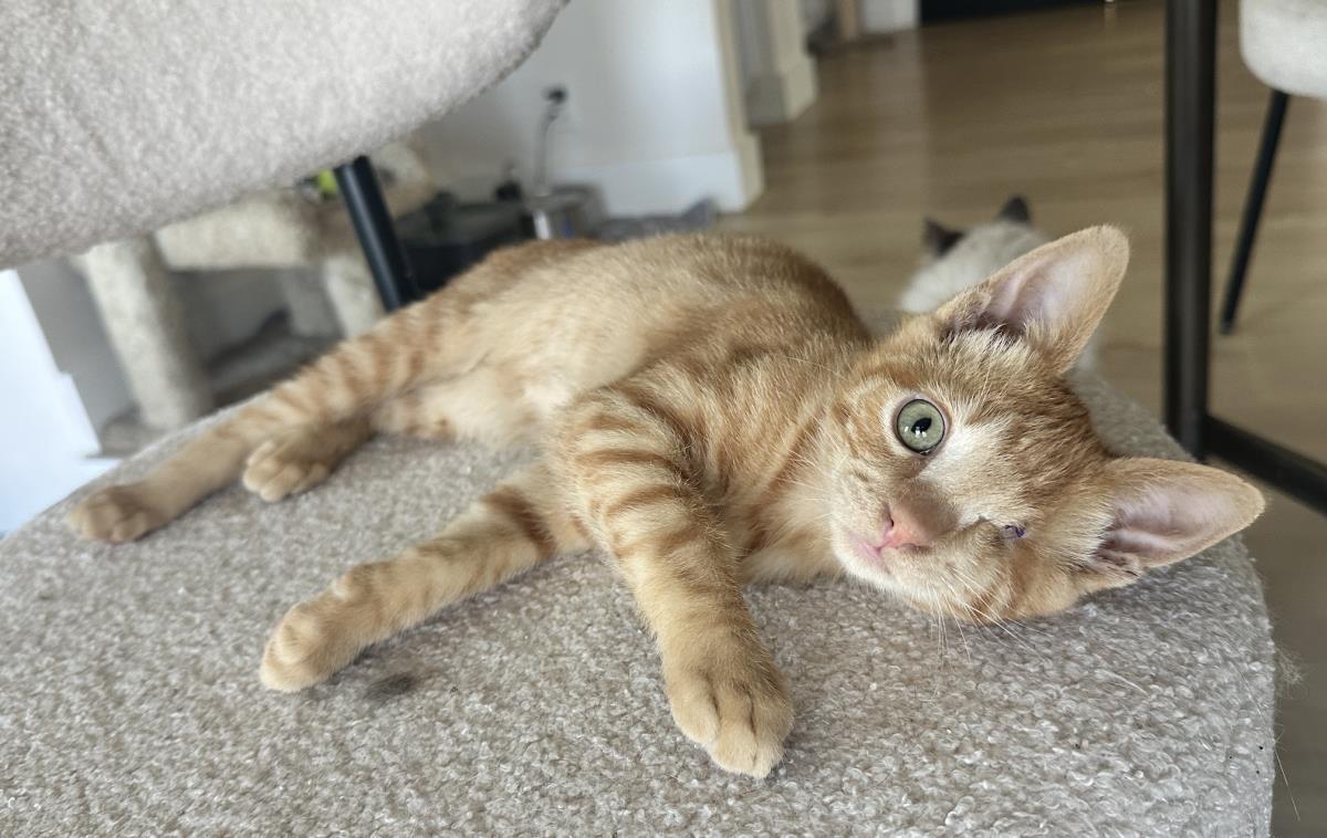 Gary, Adoptable, Kitten Male Domestic Short Hair.