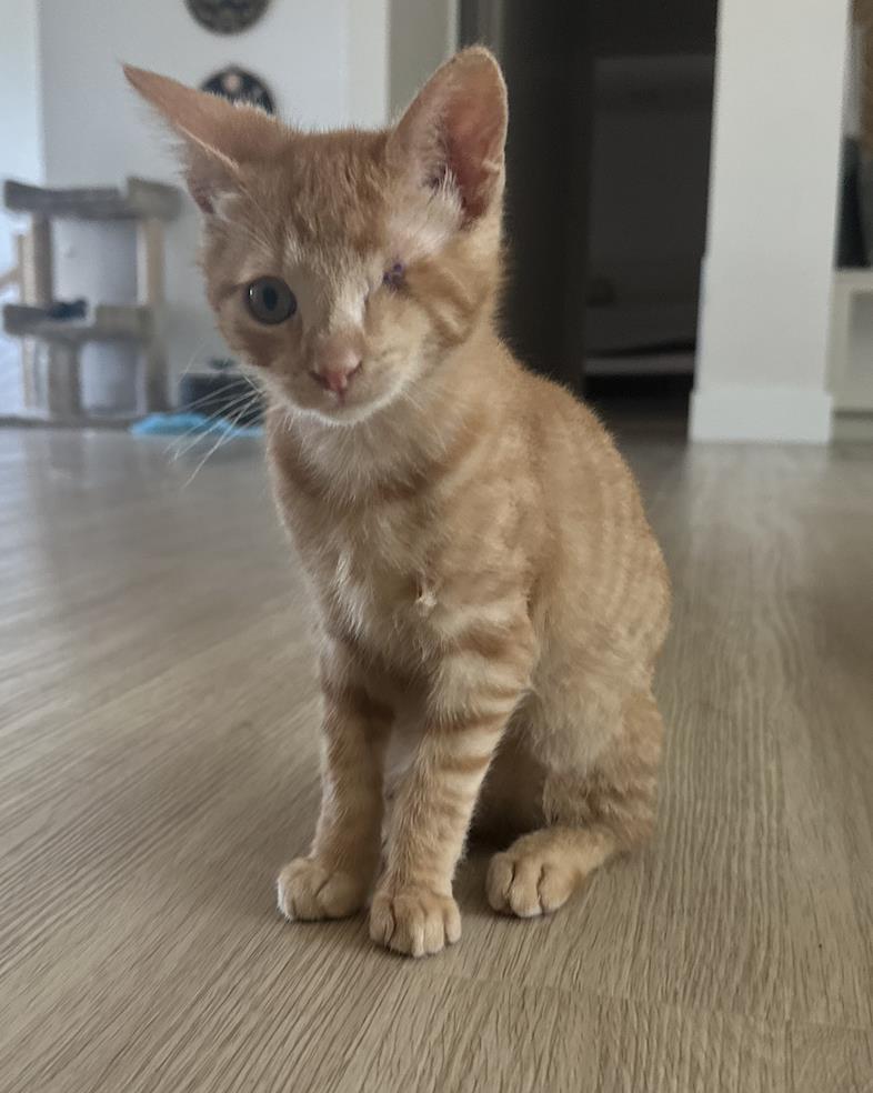 Enlarge Gary, a Adoptable Domestic Short Hair in La Jolla, CA image 2/3