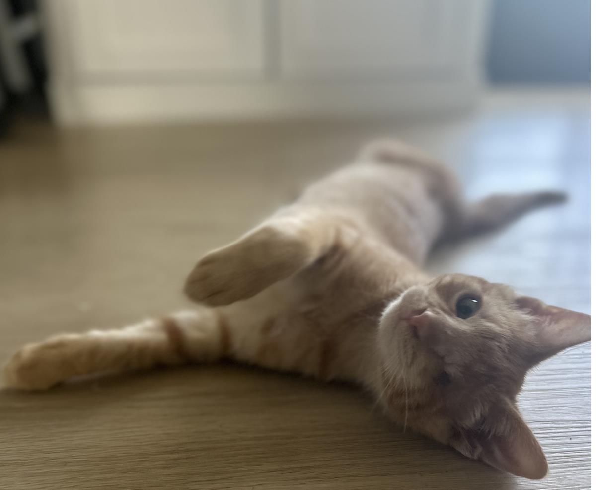 Enlarge Gary, a Adoptable Domestic Short Hair in La Jolla, CA image 3/3