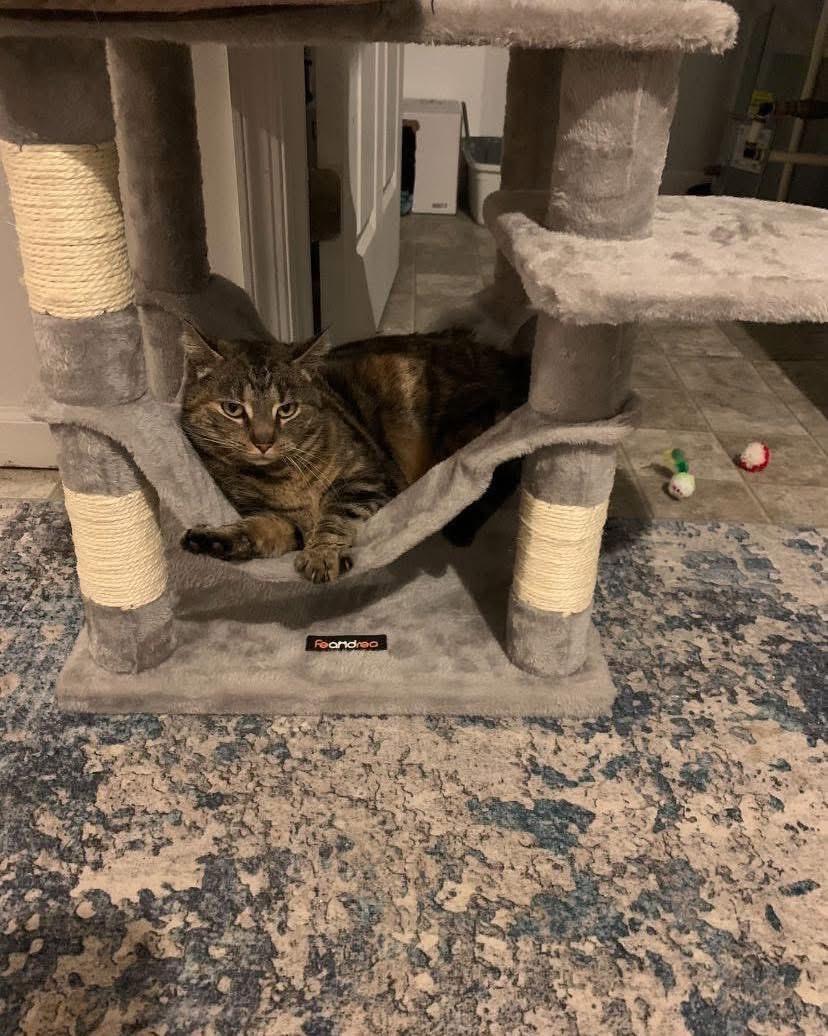 Enlarge Sunny + Edna, an adoptable American Shorthair in Mechanicsburg, PA image 6/6